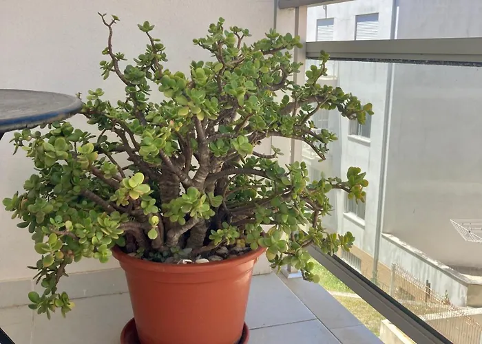 Cavalo-marinho * Назаре